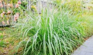 Lemongrass Shows Anti-Cancer Potential Without Harming Healthy Cells, Preclinical Studies Suggest