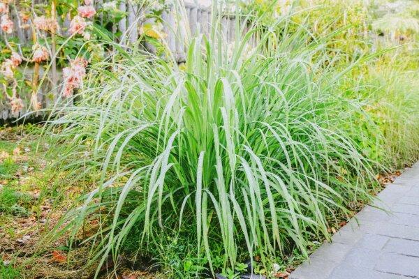 Lemongrass Shows Anti-Cancer Potential Without Harming Healthy Cells, Preclinical Studies Suggest