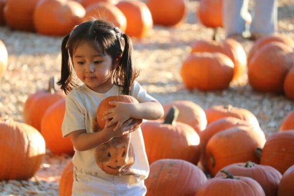 A young visitor picks a pumpkin at a family farm in Arizona. (Courtesy of Schnepf Farms)