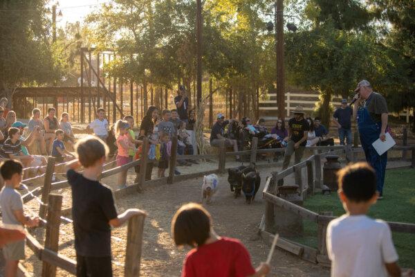 Pig races provide lighthearted entertainment for farm guests at Schnepf Farms in Queen Creek, Ariz. (Courtesy of Schnepf Farms)
