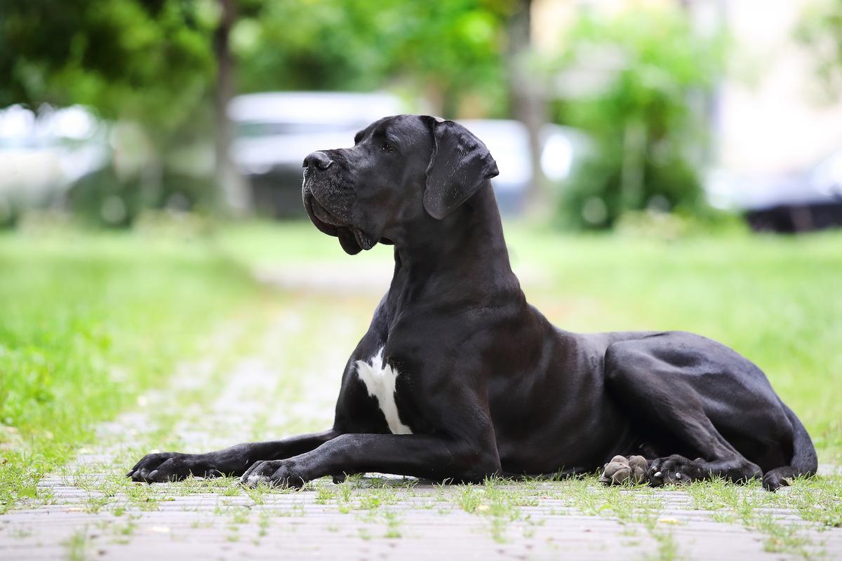 Gastropexy Prevents Dog’s Stomach From Twisting