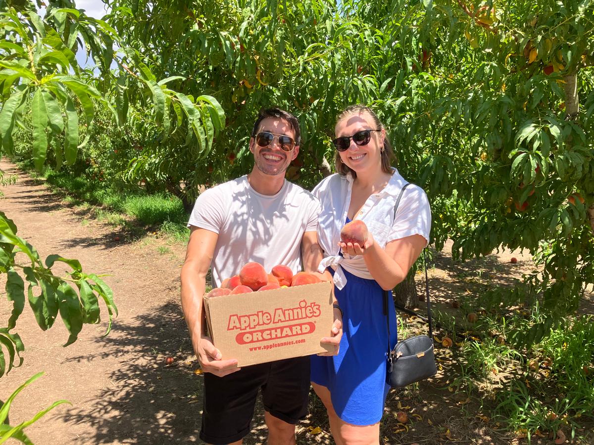 You-pick orchards allow customers to harvest fruit at peak ripeness, which often means fuller flavor than fruit harvested early for long-distance shipping. (Apple Annie's Orchard)