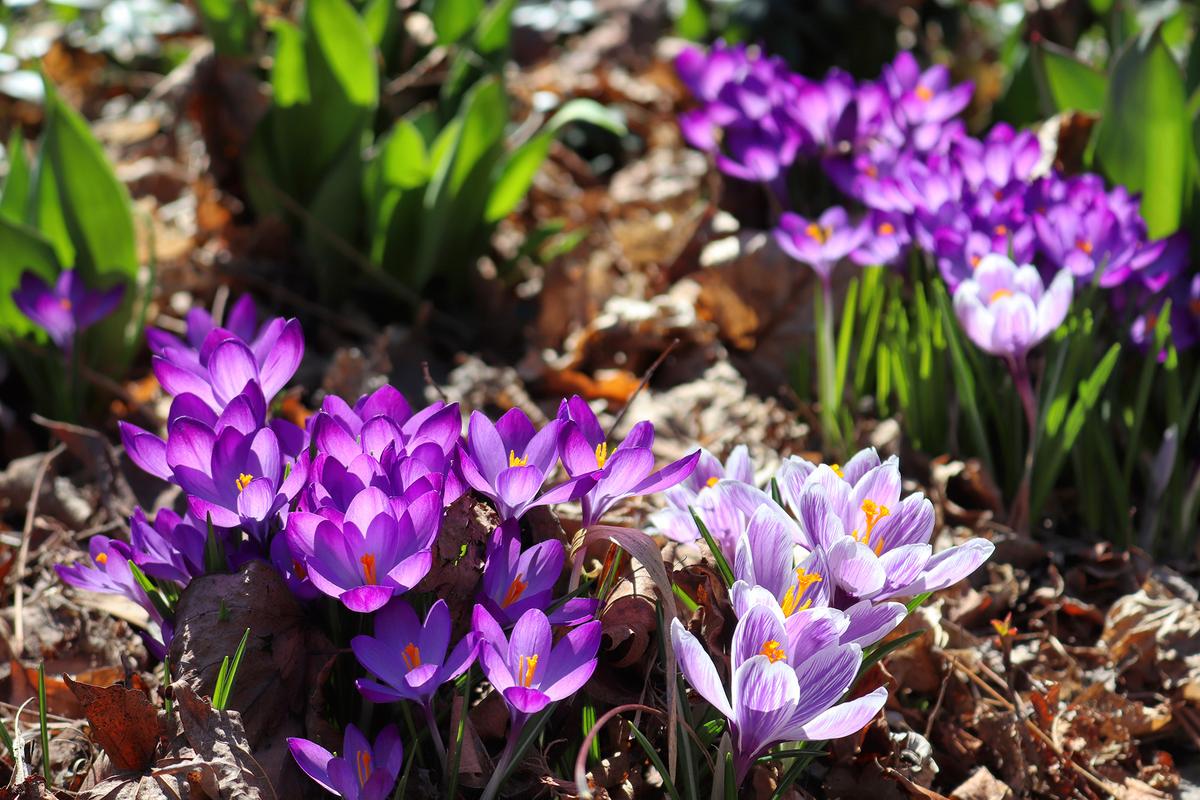 Crocuses grow from corms rather than bulbs and produce cup-shaped blooms, often emerging in late winter or early spring. (Katrin Ray Shumakov/Getty Images)
