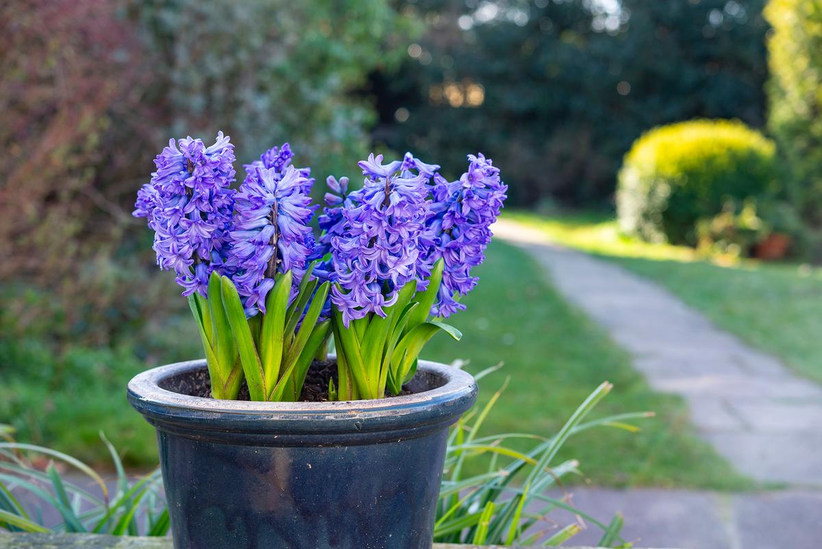 Hyacinths are named after Hyacinthus, a figure in Greek mythology. Their dense flower spikes consist of many small, star-shaped blossoms. (Photos by R A Kearton/Getty Images)