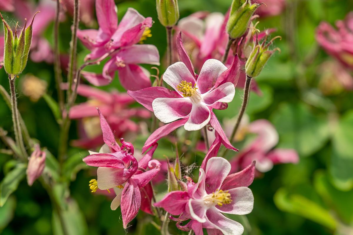Columbines are perennials and ideal pollinators, attracting bees and hummingbirds. The genus name, Aquilegia, is derived from the Latin word for "eagle," referencing the shape of the petals. (Volker Heide/Shutterstock)