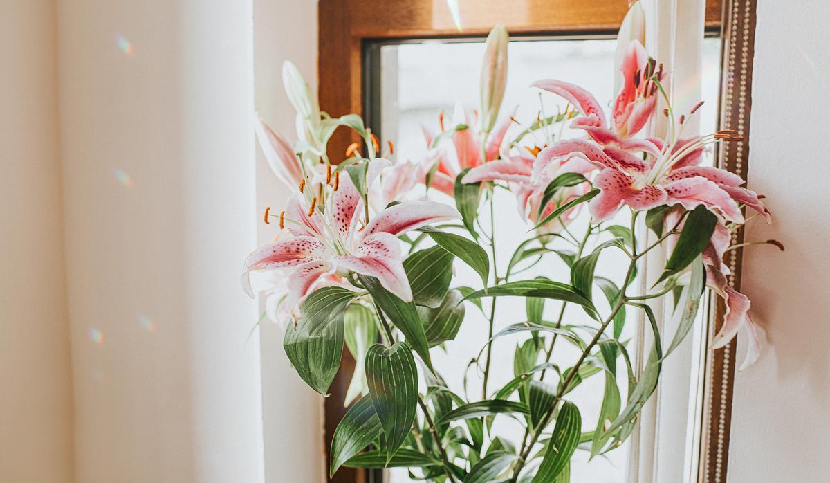 Lilies are native to temperate regions of the Northern Hemisphere. Since they're highly fragrant, they're commonly used in floral arrangements. (Catherine Falls Commercial/Getty Images)