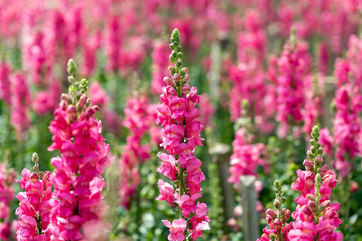 Snapdragons are named for their blooms, which can be gently squeezed to "open" and "close" like a dragon's mouth. Although typically grown as annuals, they can be perennial in mild climates. (Chris Griffiths/Getty Images)