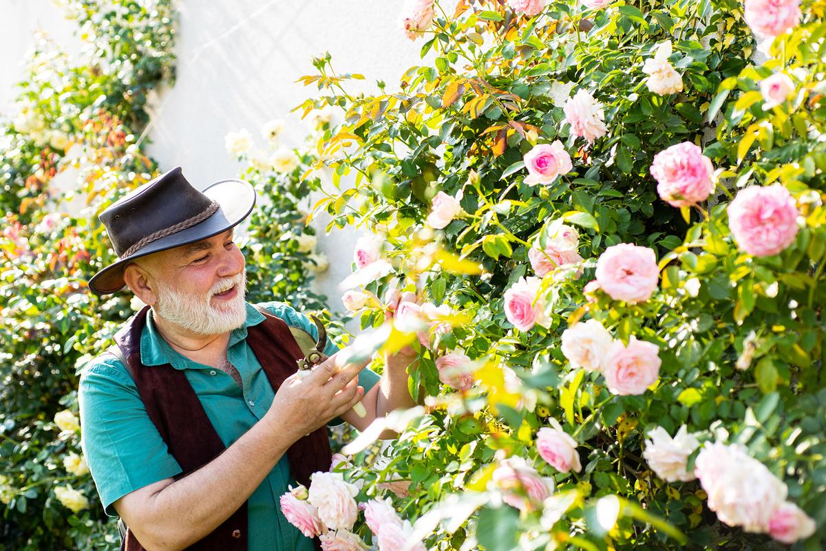 Roses are one of the most widely cultivated ornamental plants in the world—there are more than 30,000 cultivated varieties. (Volodymyr TVERDOKHLIB/Shutterstock)