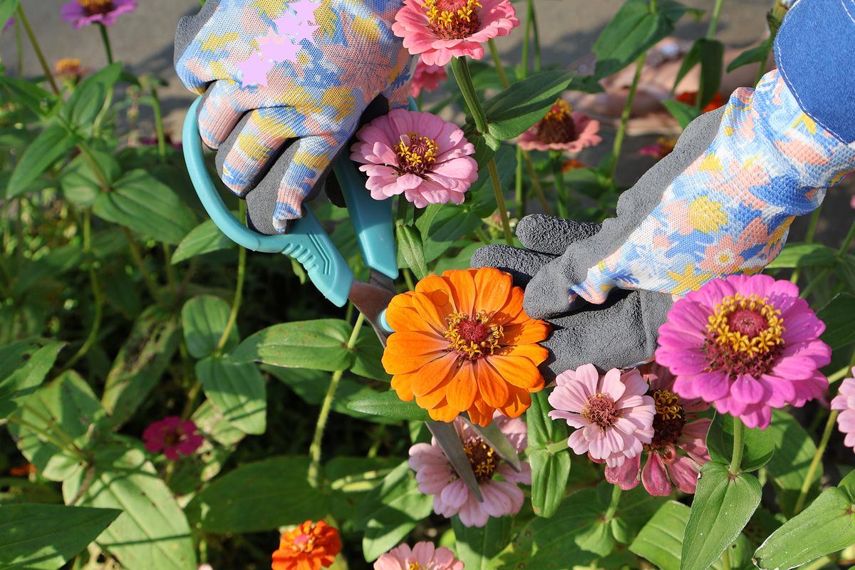 Zinnias, which are native to South America and Mexico, thrive in warm weather and full sun. They attract pollinators such as butterflies and bees. (Mirza Tanjia Nasrin/Shutterstock)