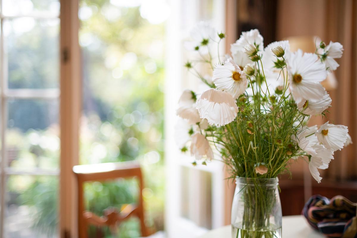 Cosmos are low-maintenance and heat-tolerant annuals. Their lacy, daisy-like blooms make them ideal for cottage gardens, bouquets, and sunny borders. (Lucy Lambriex/Getty Images)
