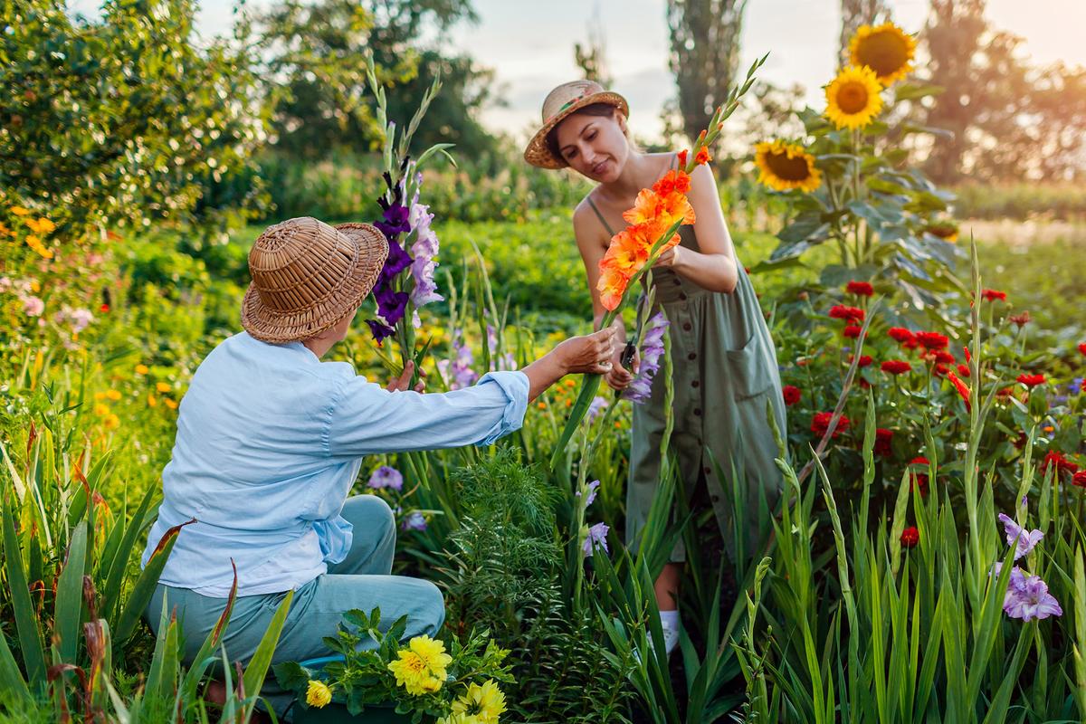 Gladiolus, which is named after the Latin word for "sword," grows in tall flower spikes. (Mariia Boiko/Shutterstock)