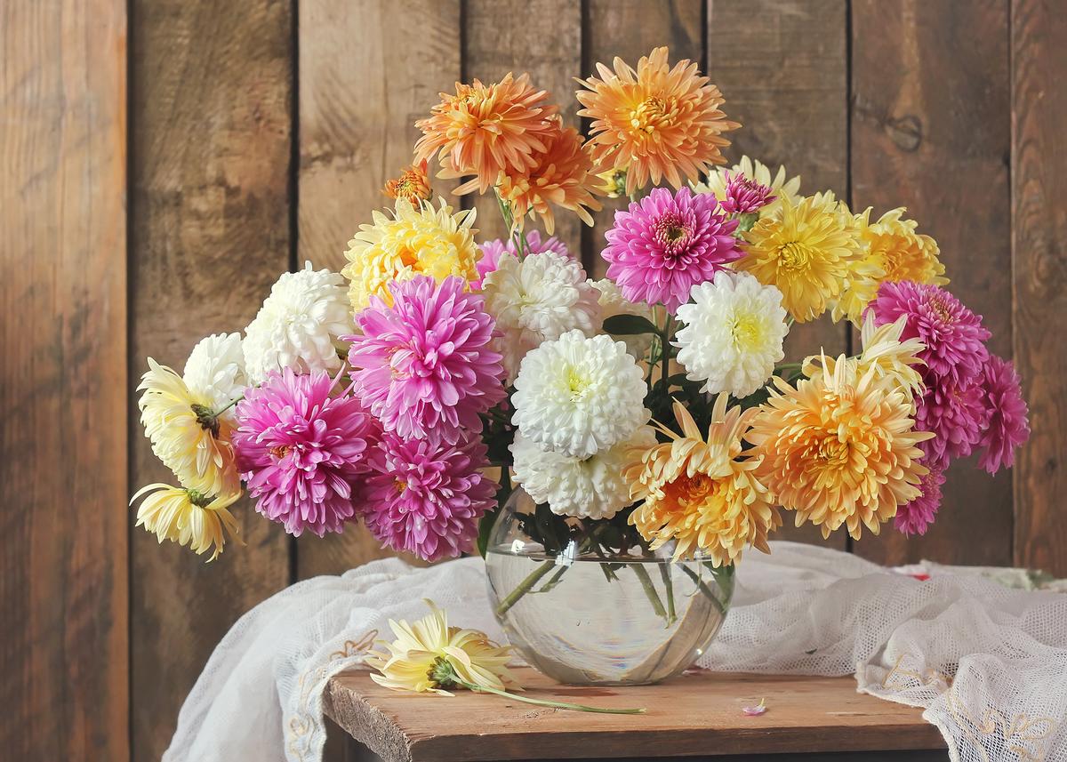 Chrysanthemums, often called "mums," come in many forms, including pompon, daisy-like, and spider-shaped. They're widely cultivated for ornamental use and are significant in cultural traditions, especially in China and Japan. (MaskaRad/Getty Images)