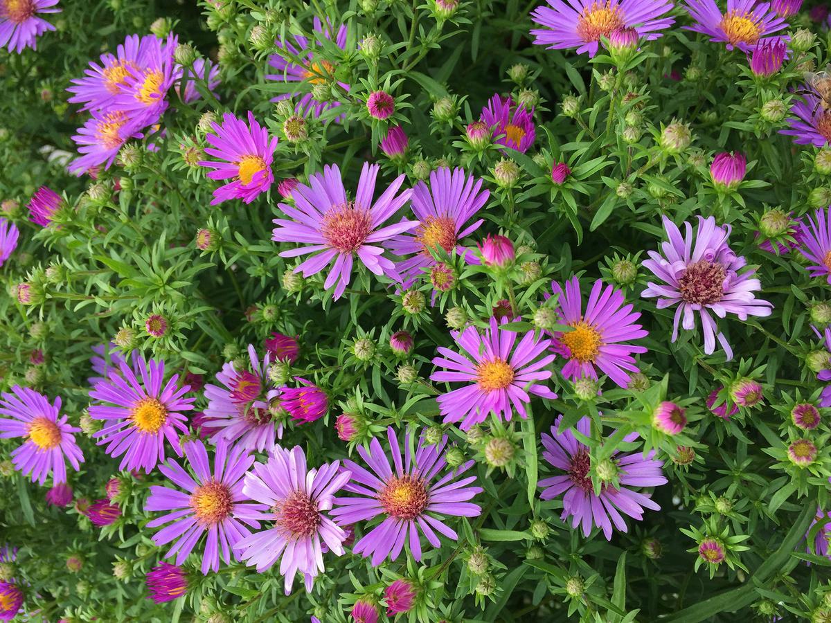 Asters typically bloom in late summer and autumn, making them important sources of nectar for pollinators late in the growing season. (Eric Lucas)