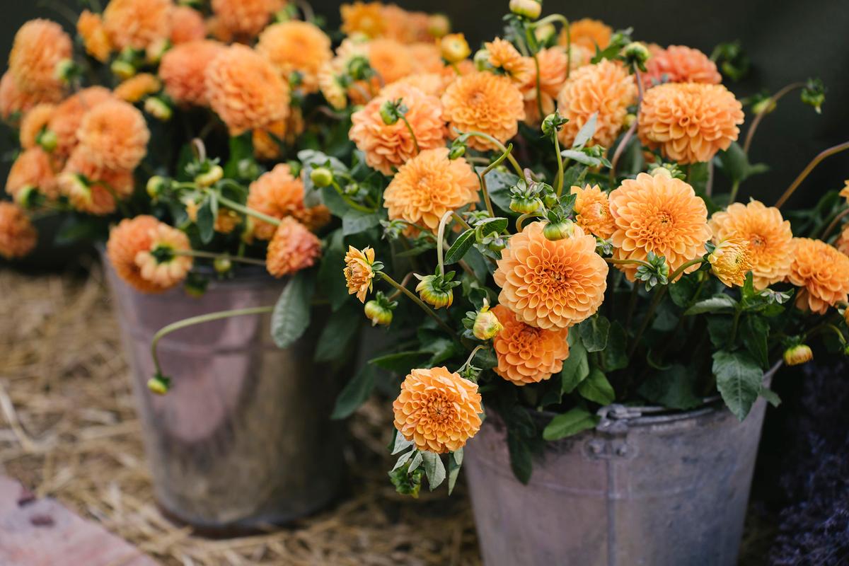 Tuberous dahlias come in a wide variety of flower shapes and sizes, from small pompoms to large dinner-plate blooms. They come in nearly every color except true blue and are commonly used in gardens and floral arrangements. (Anna Blazhuk/Getty Images)