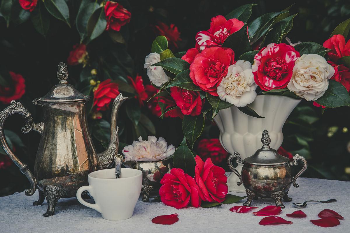 Native to East Asia, camellias produce rose-like flowers. Since the shrubs are evergreen and grow two to 20 feet high, they're popular as privacy screens. (Bottle and Brush Studio/Shutterstock)