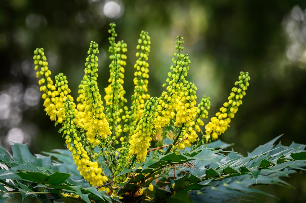 Mahonia is a genus of evergreen shrubs known for their spiky, holly-like leaves. Their clusters of small yellow flowers precede blue or purple berries that attract birds. (knelson20/Shutterstock)
