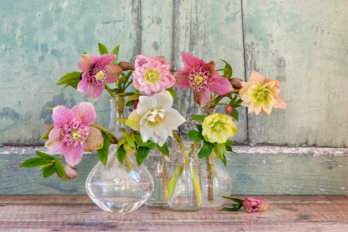 Hellebores are often called "Lenten roses" because of their early blooming season. Although commonly planted in woodlands or gardens, the plant is entirely toxic if ingested. (Jacky Parker Photography/Getty Images)