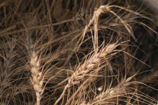 Washington-based Cairnspring Mills sources grains from Pacific Northwest regenerative farmers. (Courtesy of Andrew Snyder)