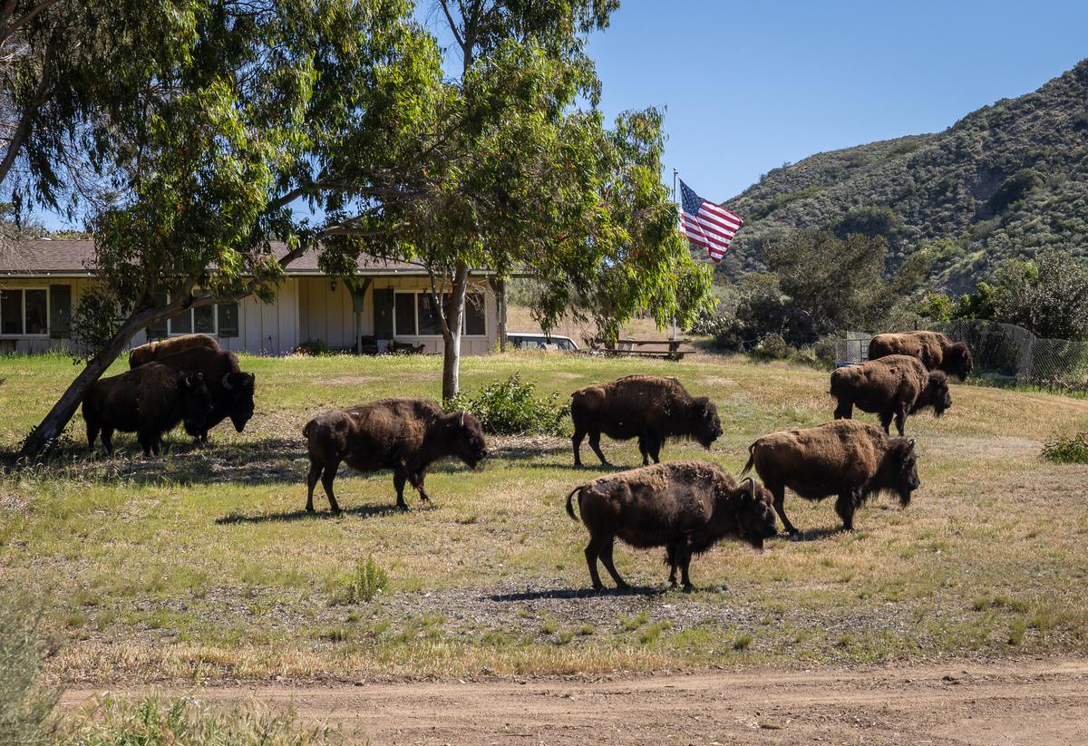 Pushing Bison Off the Land While Trying to Think Like Them
