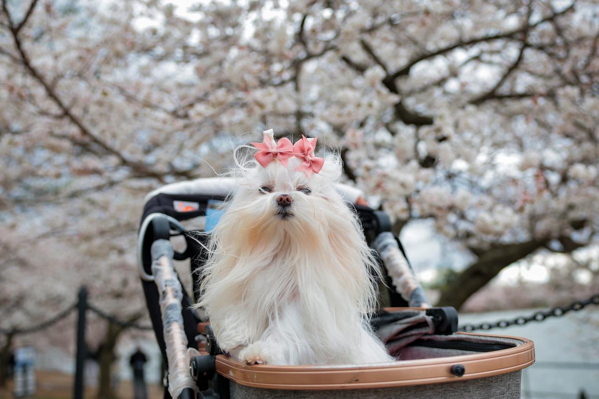 Are Pets Replacing Children?