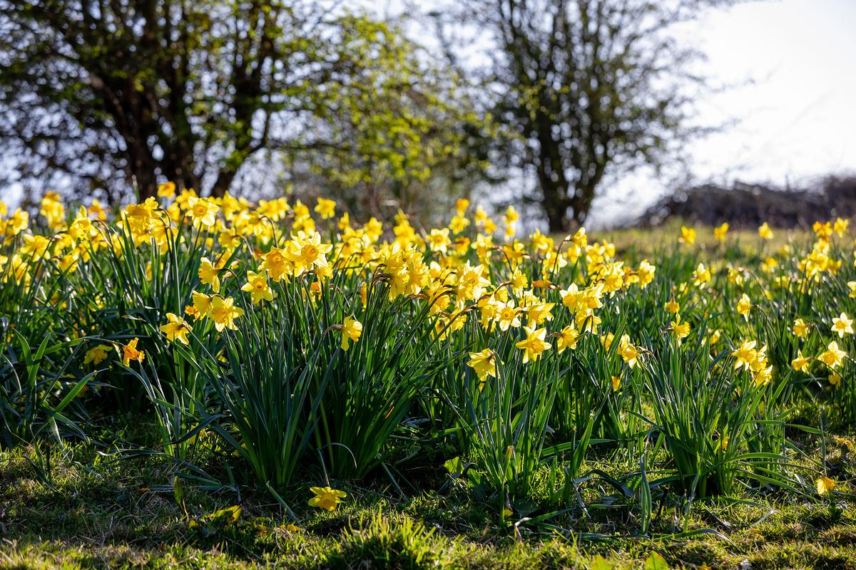 Narcissus, a genus of spring-flowering plants, includes daffodils and other yellow and white varieties. The flowers typically feature a central trumpet-shaped corona surrounded by petal-like tepals. (SolStock/Getty Images)