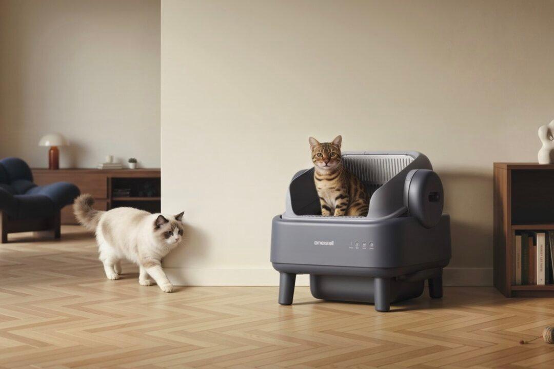 Beyond the Scoop: How Oneisall Is Redefining What a “Clean” Litter Box Really Means