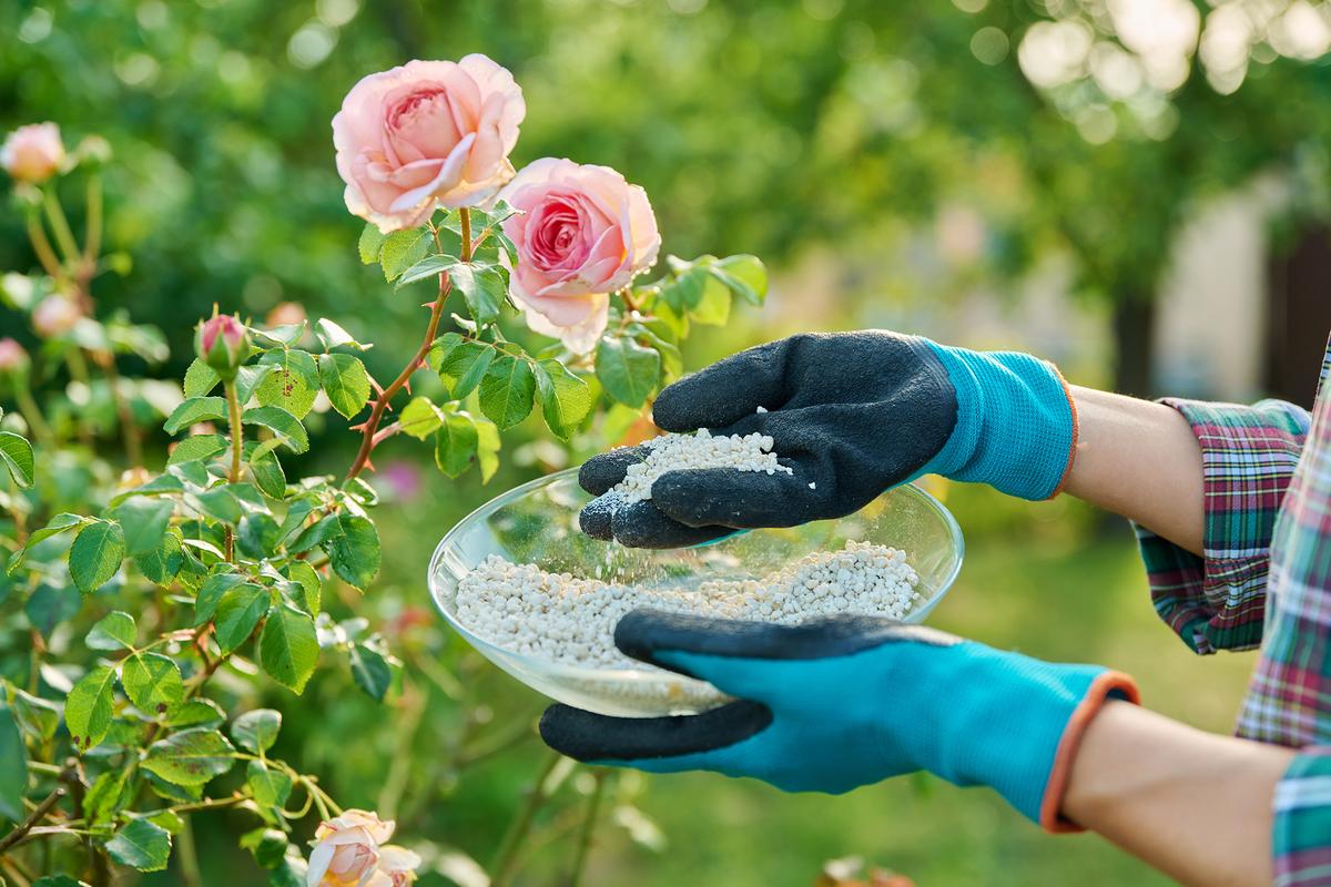 Granular mineral and organic fertilizers provide roses with essential nutrients for robust, blooming plants. (Valeriy_G/Getty Images)