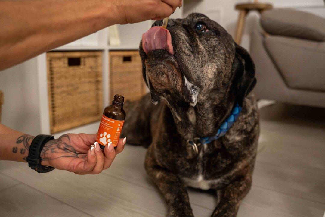 Your Dog’s Aging Isn’t Just ‘Old Age.’ This Breakthrough Longevity Formula Is Giving Dogs Their Youth Back