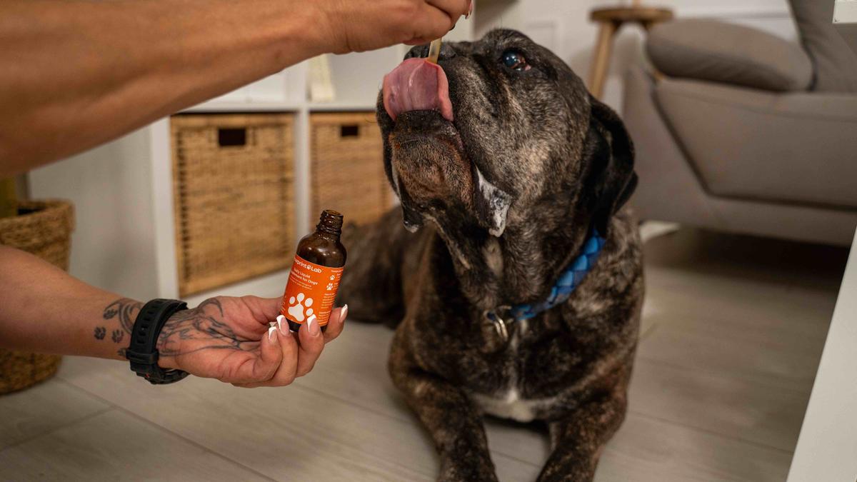 Your Dog’s Aging Isn’t Just ‘Old Age.’ This Breakthrough Longevity Formula Is Giving Dogs Their Youth Back