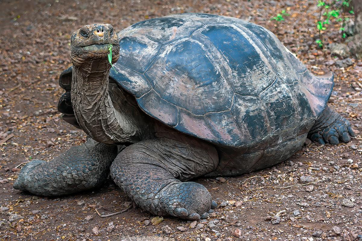 <span style="font-weight: 400;">A giant tortoise feeding on leaves at the breeding center on San Cristobal Island. </span>(Maria Coulson)