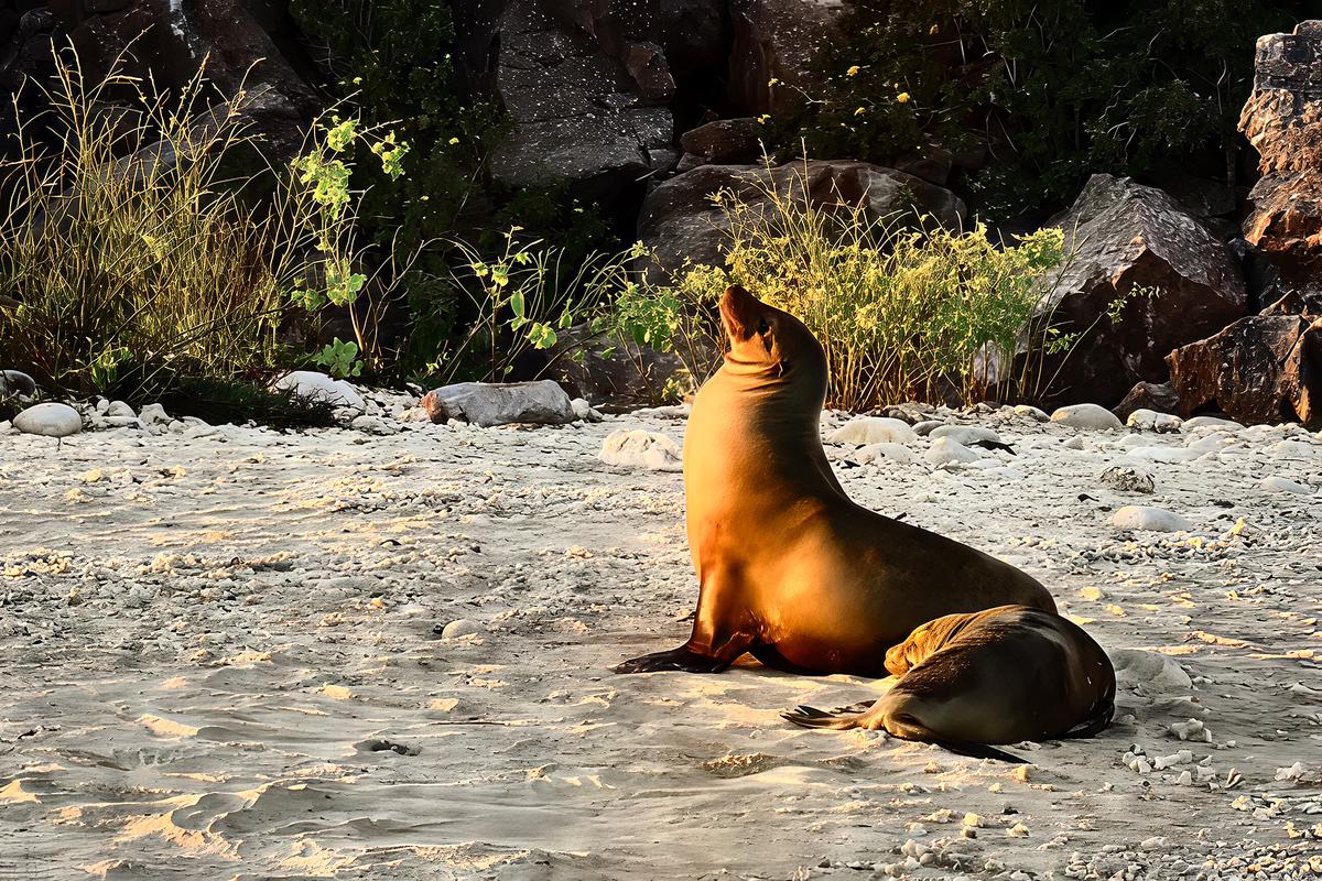 <span style="font-weight: 400;">A sea lion pup curled up next to its mother on Mosquera Islet. </span>(Maria Coulson)