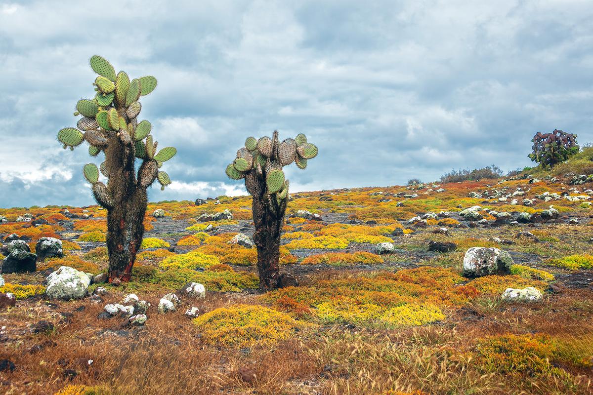 <span style="font-weight: 400;">While some islands are stark deserts, others are colorful with green cacti and yellow and orange carpetweed. </span>(Maria Coulson)