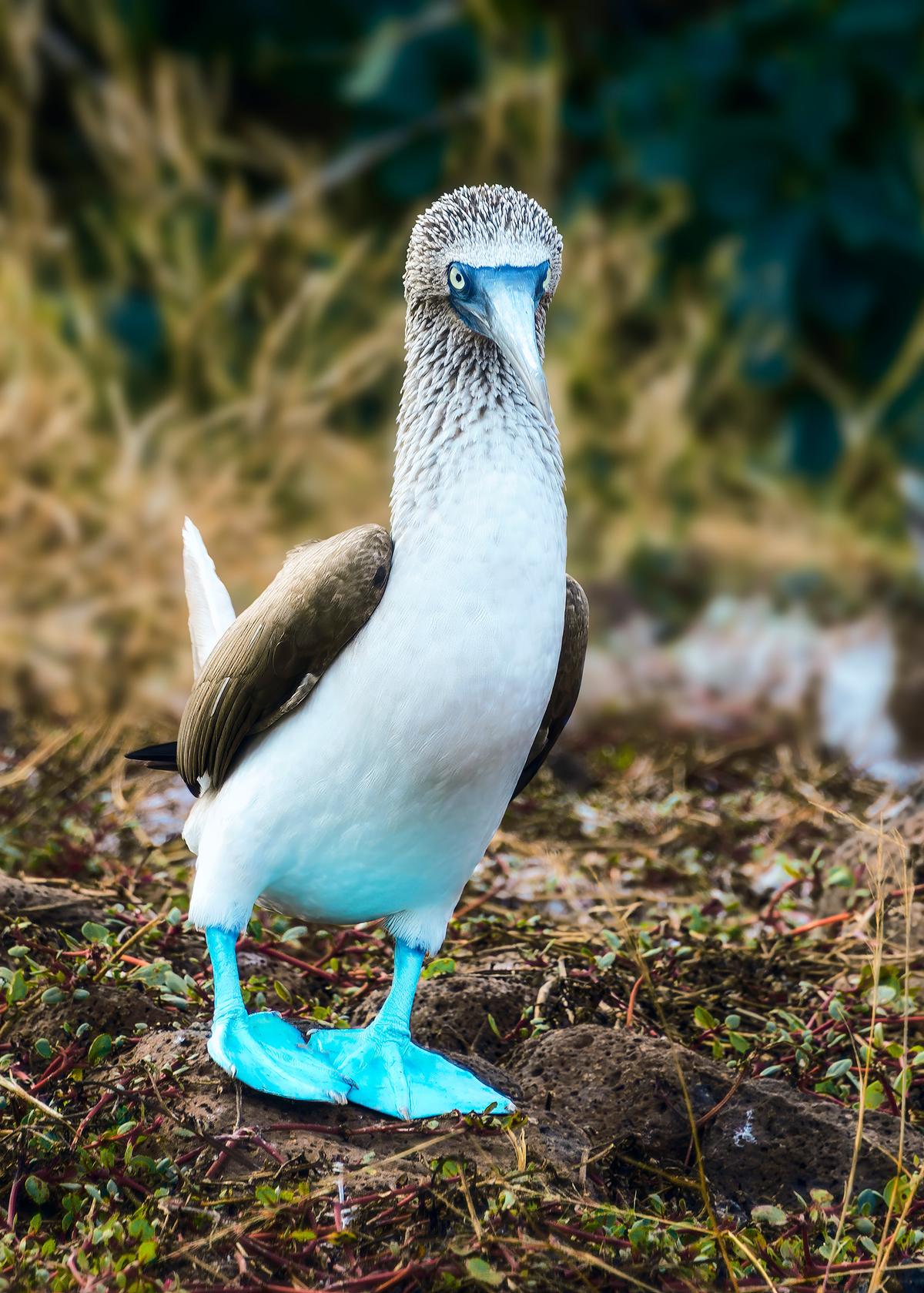 <span style="font-weight: 400;">The unofficial mascot of the Gal</span><span style="font-weight: 400;">á</span><span style="font-weight: 400;">pagos Islands is the blue-footed booby. </span>(Maria Coulson)