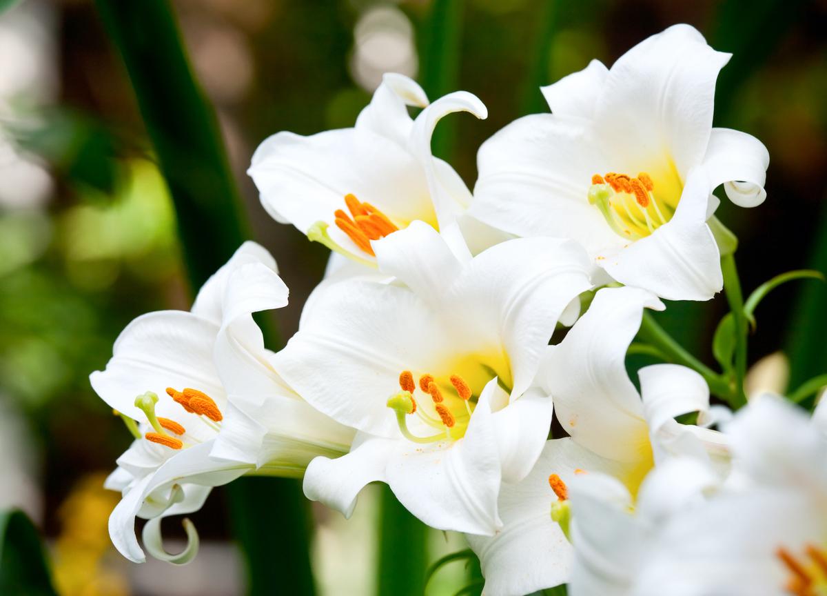 Buy an Easter Lily Now