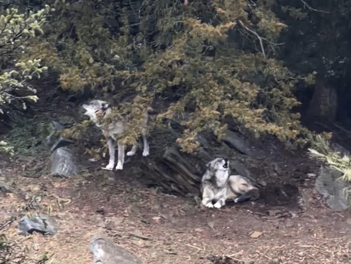 Parents Charged After Toddler Slips Into Wolf Area and Gets Hurt at Hersheypark Zoo