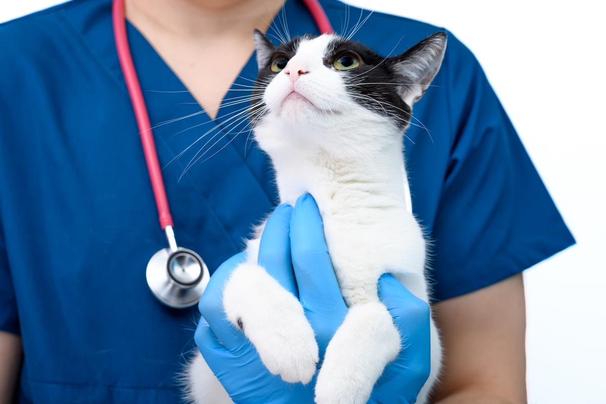 Cat’s Lymphoma Not Contagious