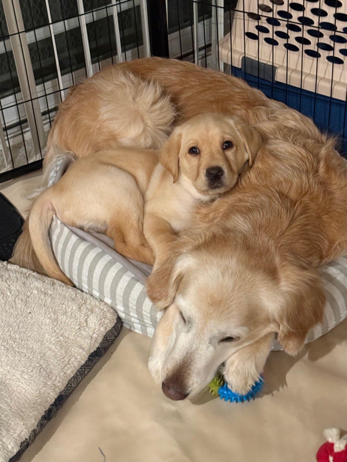 Zelik's most recent training dogs. (Courtesy of Linda Zelik)