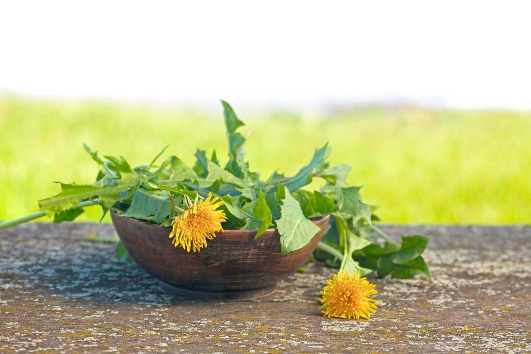 Weeds for Wellness–Dandelion Greens Support Liver and Gut Health