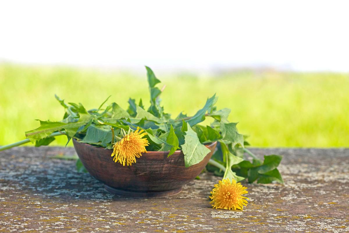 Weeds for Wellness–Dandelion Greens Support Liver and Gut Health