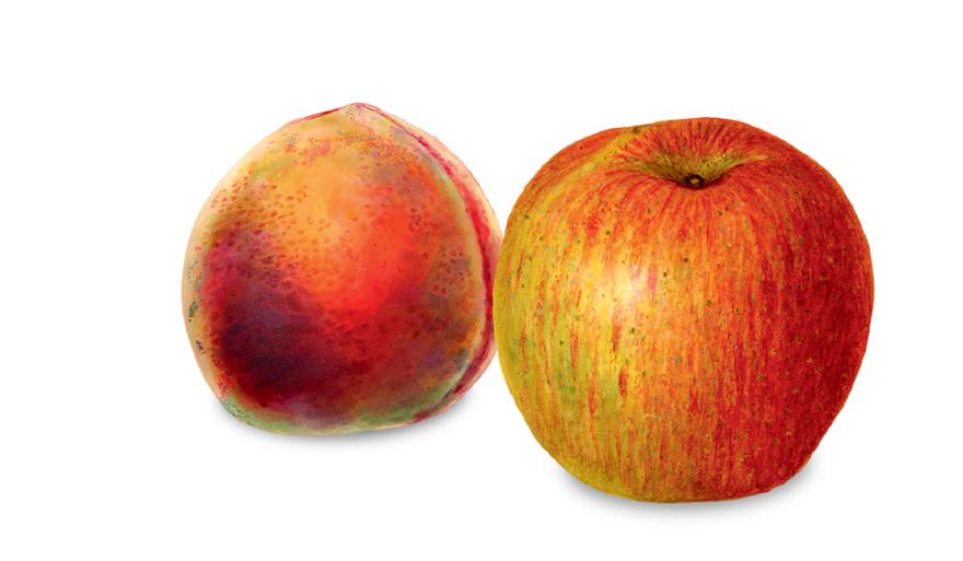 (Courtesy of National Agricultural Library)