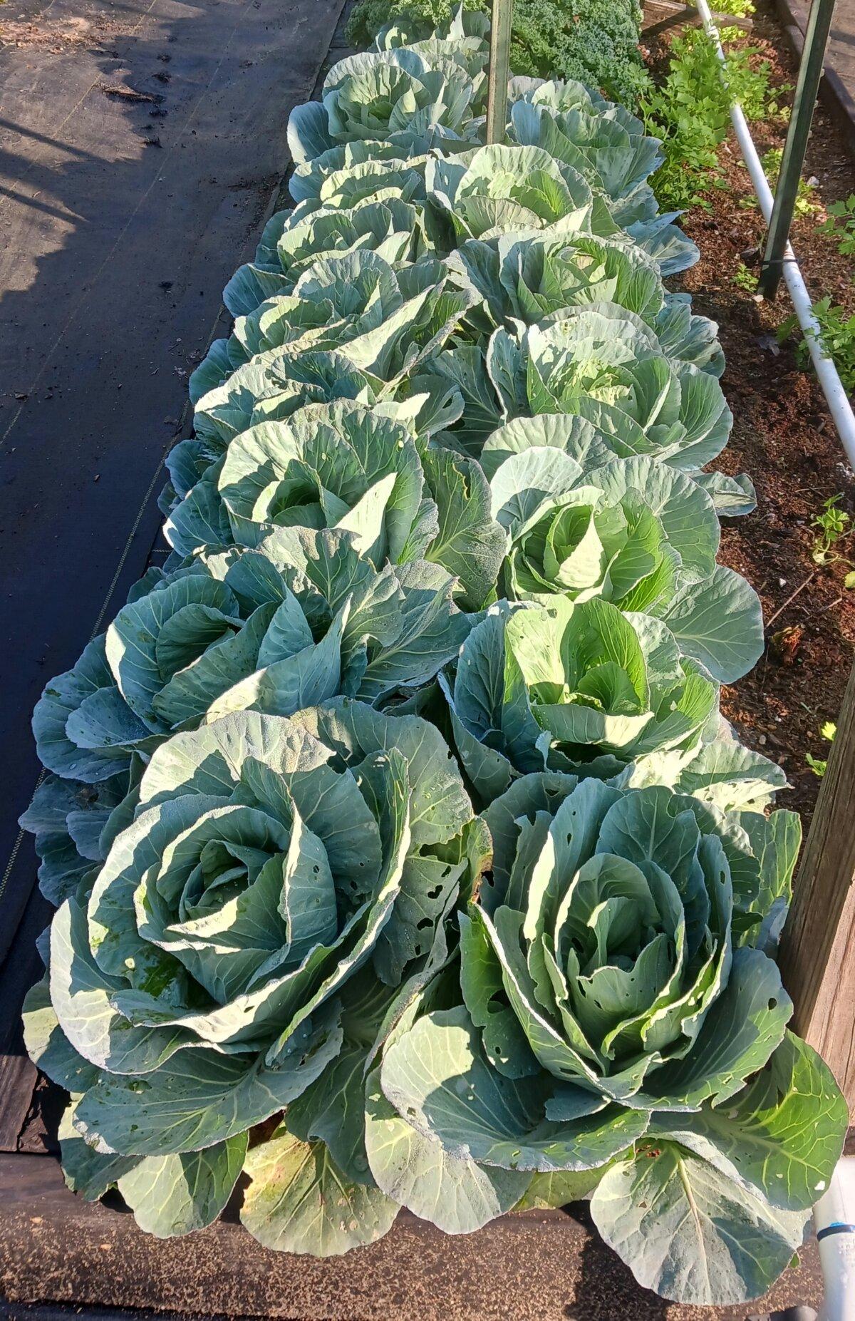 Early jersey wakefield cabbages have a mild sweetness. (Courtesy of Texas Ready)