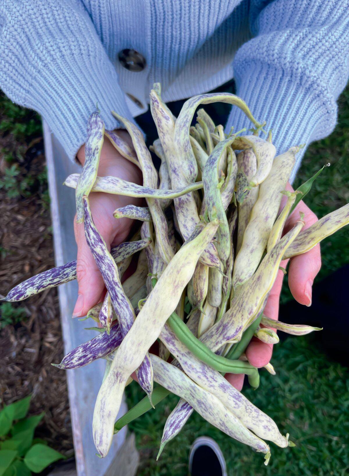 Rattlesnake pole beans. (Courtesy of Texas Ready)