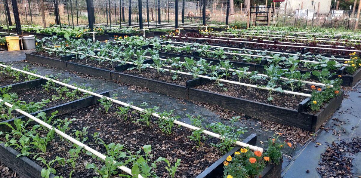 Texas Ready includes easy-to-grow, delicious heirloom varieties. (Courtesy of Texas Ready)