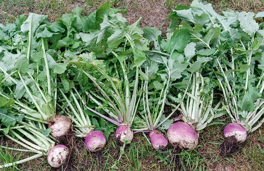 Purple top globe turnips. (Courtesy of Texas Ready)