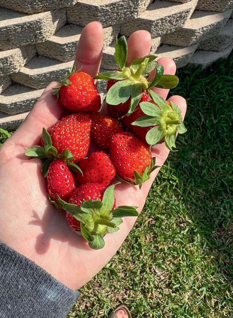Everbearing strawberries produce fruit all year long. (Courtesy of Texas Ready)