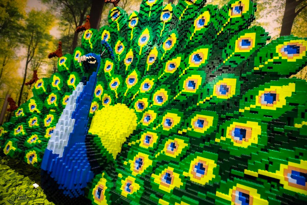 A peacock displays the splendor of nature's colors rendered in Lego bricks at the "Brick Planet" exhibit designed by Sean Kenney. (Denver Museum of Nature and Science)