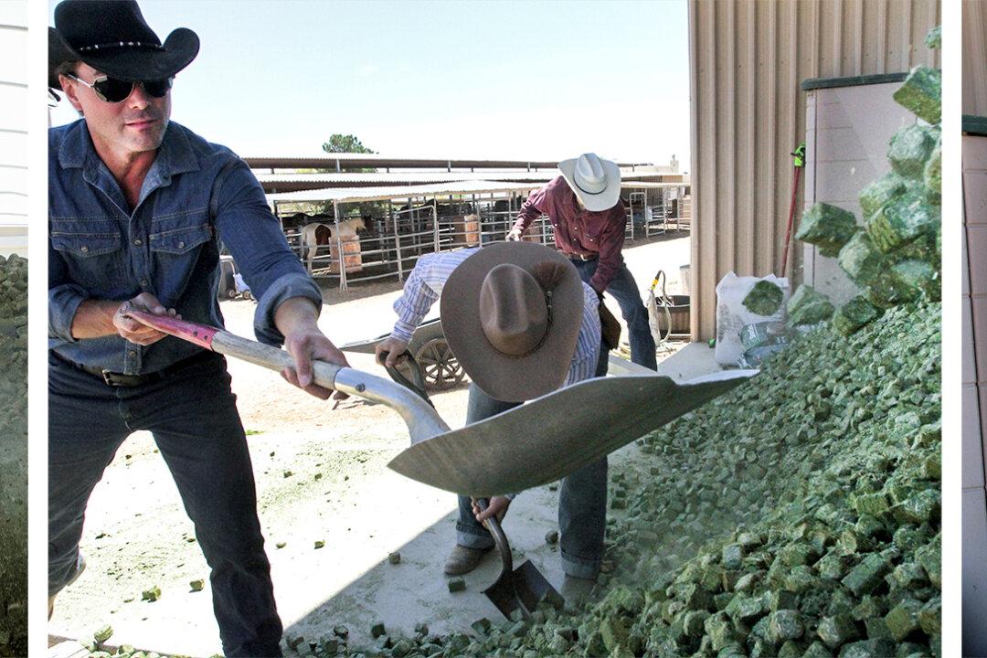 (Left–Right) Trainee cowhands use shovels to shift a 10 ton load of alfalfa feed that was dumped in the wrong spot, at Arizona Cowboy College in Scottsdale, Ariz., on April 14, 2026. (Richard Moore/The Epoch Times)