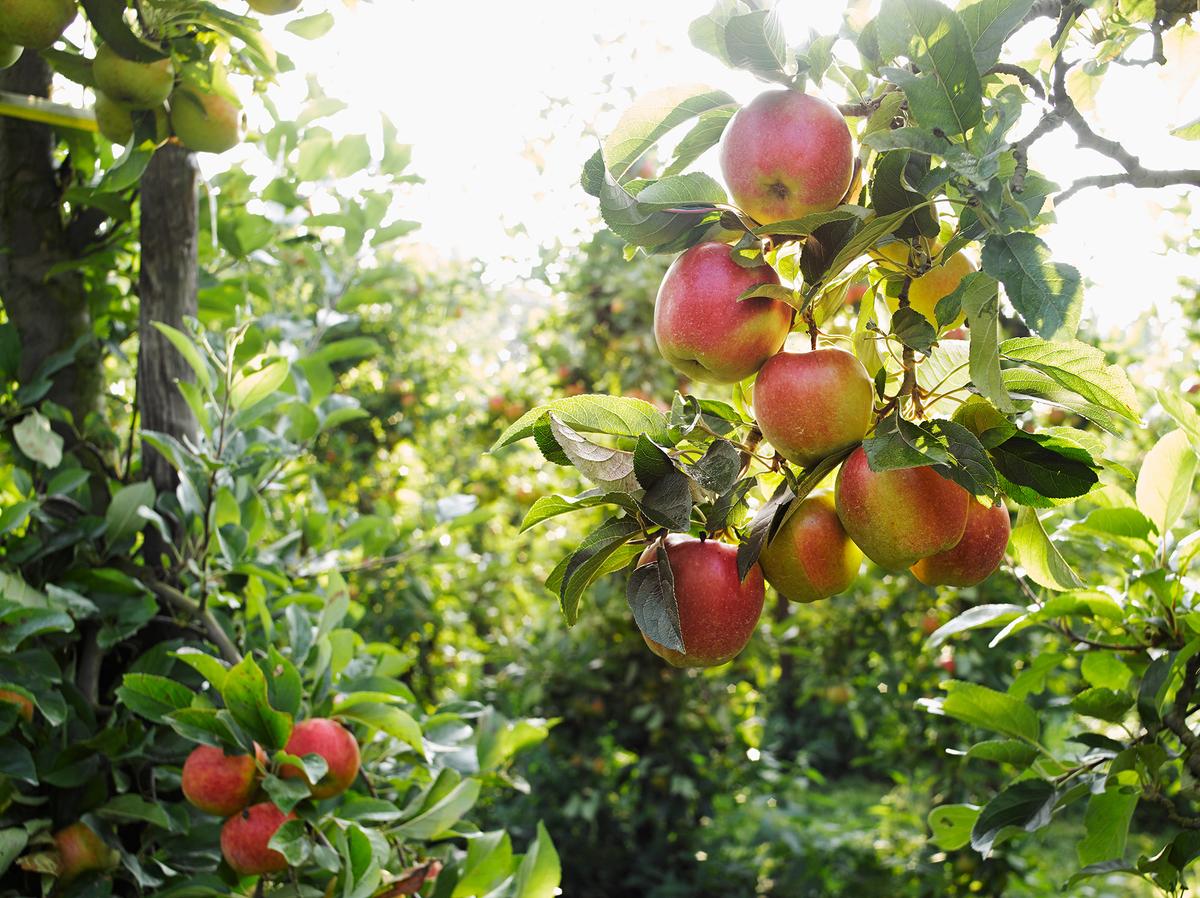Notes From Owl Hill: New Seeds Sprout in a Family Orchard Story