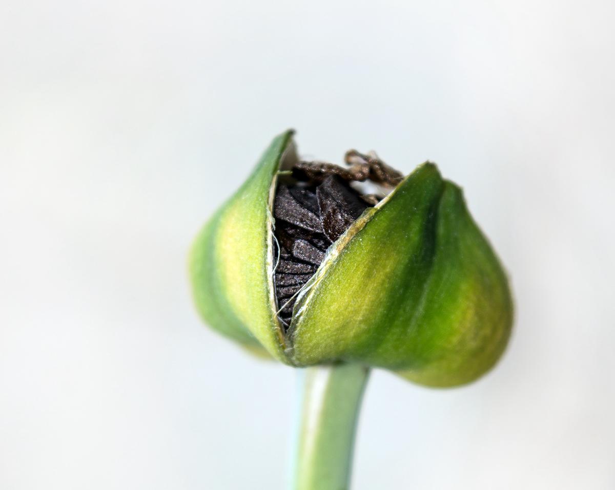 Amaryllis Seeds and Flooded Vegetable Gardens