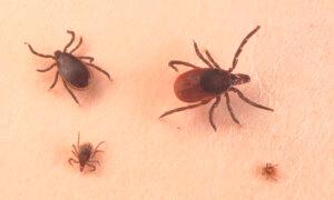 Rising Tick Threat in Southern Ontario: How to Protect Yourself